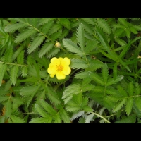 Potentilla Anserina (fam Rosacees) (Europe, Asie, Am. du nord) (2)